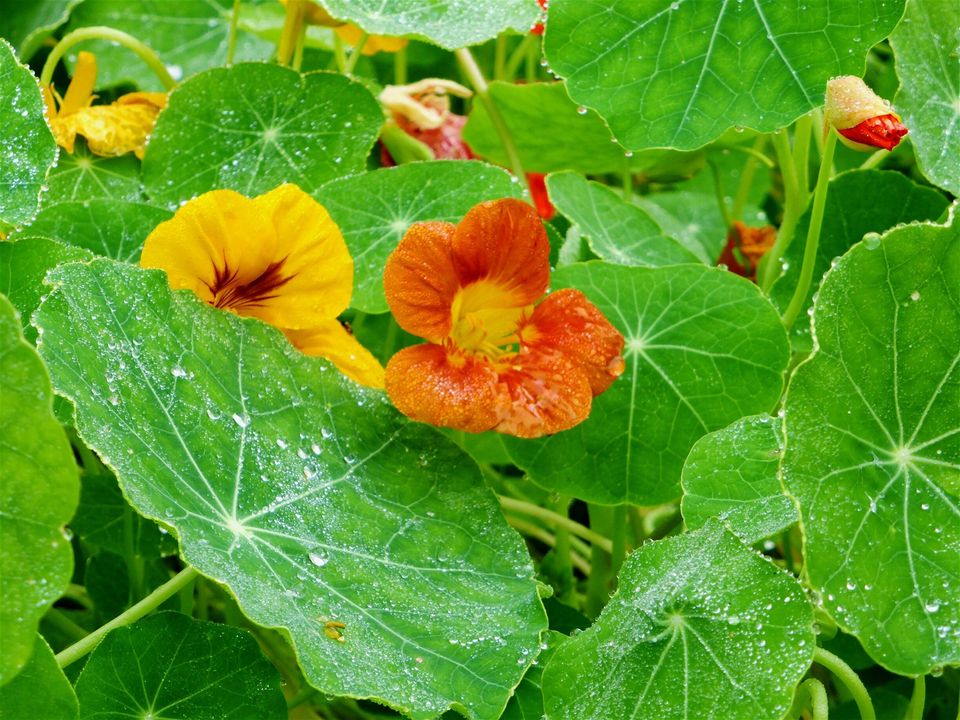 白玉兰花语,芙蓉花语,牵牛花花语,花语传奇,豌豆花语