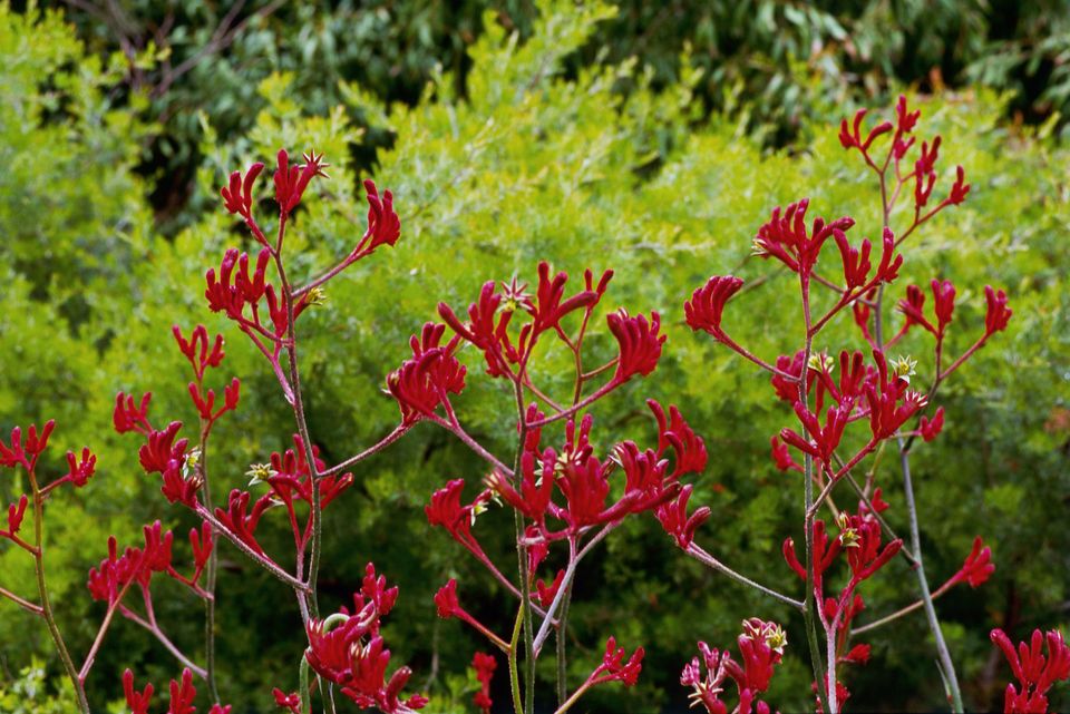 芙蓉花语,长寿花花语,海棠花花语,20玫瑰花语,花语广告