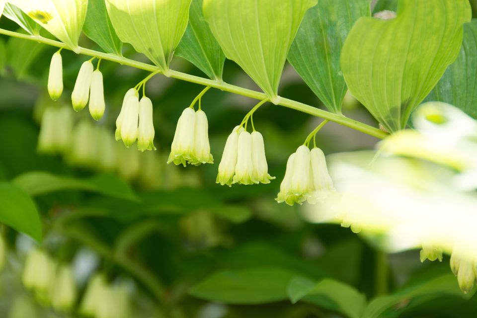 玫瑰花语,喇叭花花语,紫色玫瑰花语,花语网名,非洲菊的花语