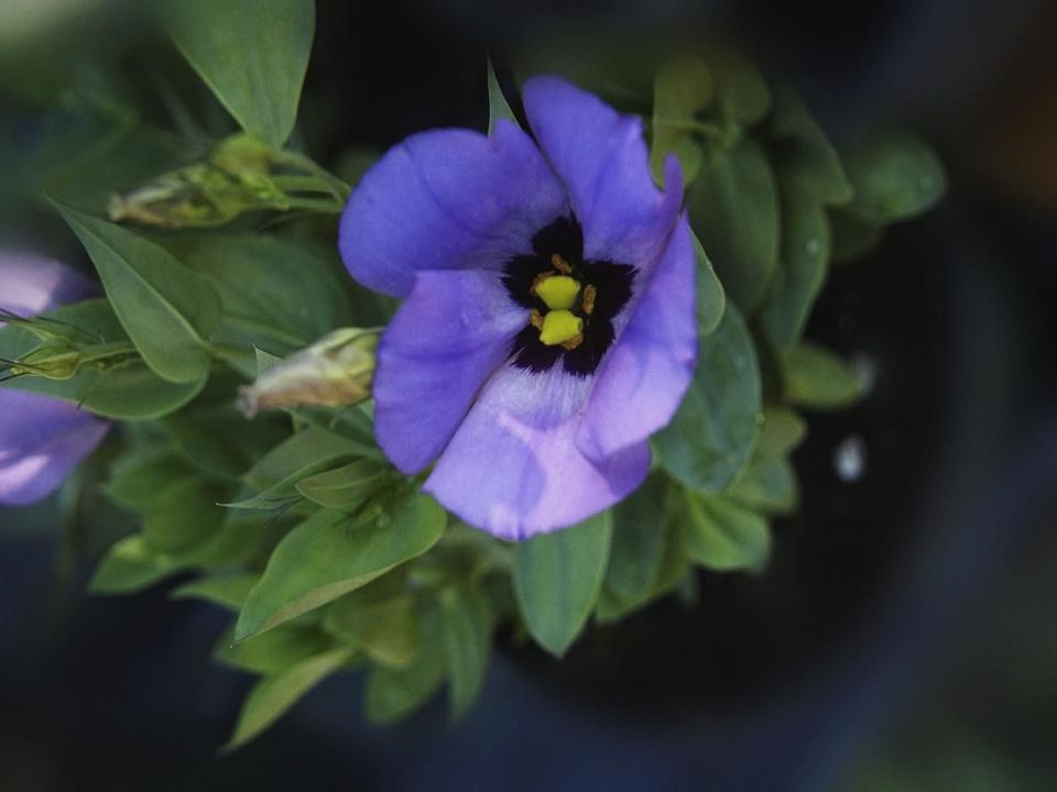 风信子的花语是什么,黑玫瑰的花语是什么,21朵玫瑰花语,三叶草花语,石竹花语